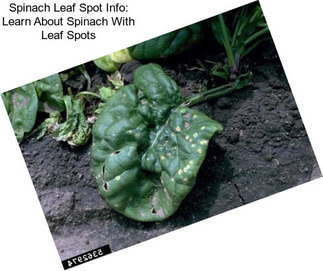Spinach Leaf Spot Info: Learn About Spinach With Leaf Spots
