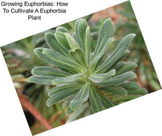 Growing Euphorbias: How To Cultivate A Euphorbia Plant