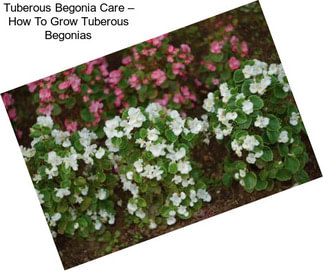 Tuberous Begonia Care – How To Grow Tuberous Begonias