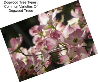 Dogwood Tree Types: Common Varieties Of Dogwood Trees