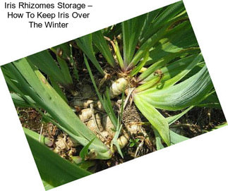 Iris Rhizomes Storage – How To Keep Iris Over The Winter