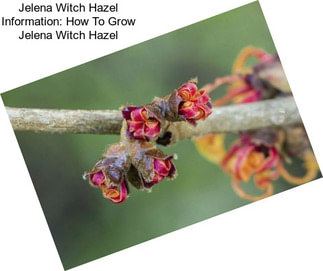 Jelena Witch Hazel Information: How To Grow Jelena Witch Hazel