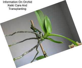 Information On Orchid Keiki Care And Transplanting