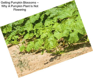 Getting Pumpkin Blossoms – Why A Pumpkin Plant Is Not Flowering