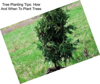 Tree Planting Tips: How And When To Plant Trees