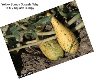 Yellow Bumpy Squash: Why Is My Squash Bumpy