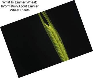 What Is Emmer Wheat: Information About Emmer Wheat Plants