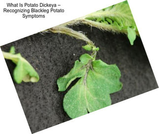 What Is Potato Dickeya – Recognizing Blackleg Potato Symptoms