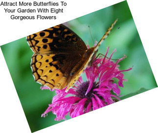 Attract More Butterflies To Your Garden With Eight Gorgeous Flowers