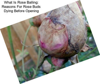 What Is Rose Balling: Reasons For Rose Buds Dying Before Opening