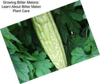 Growing Bitter Melons: Learn About Bitter Melon Plant Care