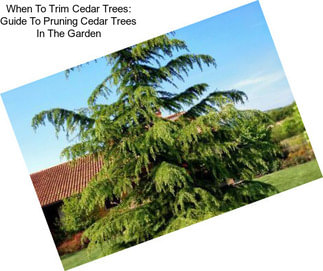 When To Trim Cedar Trees: Guide To Pruning Cedar Trees In The Garden