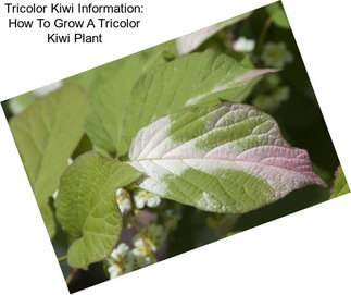 Tricolor Kiwi Information: How To Grow A Tricolor Kiwi Plant