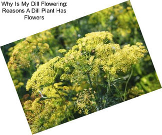 Why Is My Dill Flowering: Reasons A Dill Plant Has Flowers
