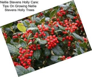 Nellie Stevens Holly Care: Tips On Growing Nellie Stevens Holly Trees