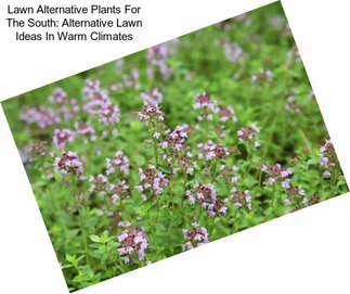 Lawn Alternative Plants For The South: Alternative Lawn Ideas In Warm Climates