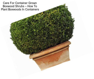 Care For Container Grown Boxwood Shrubs – How To Plant Boxwoods In Containers