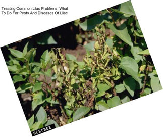 Treating Common Lilac Problems: What To Do For Pests And Diseases Of Lilac