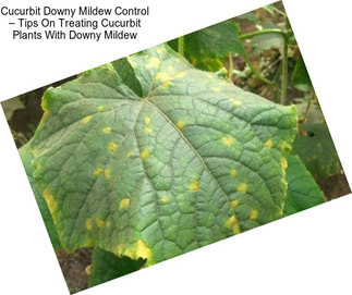 Cucurbit Downy Mildew Control – Tips On Treating Cucurbit Plants With Downy Mildew