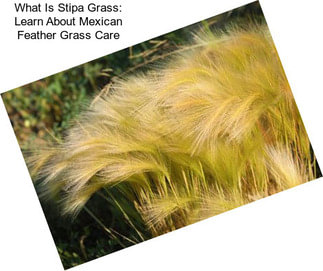 What Is Stipa Grass: Learn About Mexican Feather Grass Care