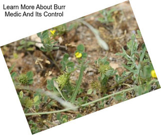 Learn More About Burr Medic And Its Control