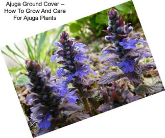 Ajuga Ground Cover – How To Grow And Care For Ajuga Plants
