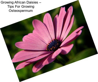 Growing African Daisies – Tips For Growing Osteospermum