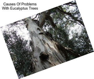 Causes Of Problems With Eucalyptus Trees