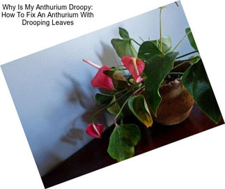 Why Is My Anthurium Droopy: How To Fix An Anthurium With Drooping Leaves