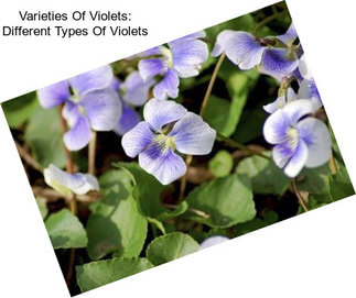 Varieties Of Violets: Different Types Of Violets