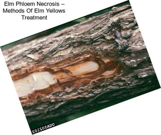 Elm Phloem Necrosis – Methods Of Elm Yellows Treatment