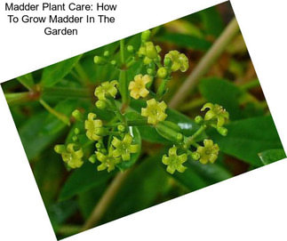 Madder Plant Care: How To Grow Madder In The Garden