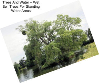 Trees And Water – Wet Soil Trees For Standing Water Areas