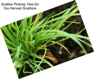Scallion Picking: How Do You Harvest Scallions
