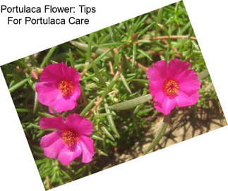 Portulaca Flower: Tips For Portulaca Care