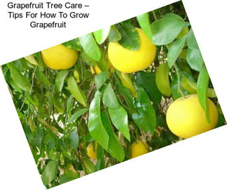 Grapefruit Tree Care – Tips For How To Grow Grapefruit