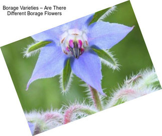 Borage Varieties – Are There Different Borage Flowers