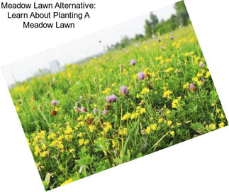 Meadow Lawn Alternative: Learn About Planting A Meadow Lawn