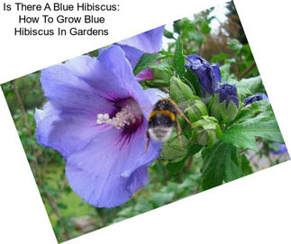 Is There A Blue Hibiscus: How To Grow Blue Hibiscus In Gardens