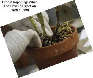 Orchid Repotting: When And How To Repot An Orchid Plant