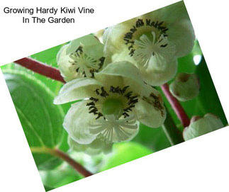 Growing Hardy Kiwi Vine In The Garden