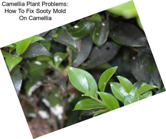 Camellia Plant Problems: How To Fix Sooty Mold On Camellia