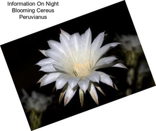 Information On Night Blooming Cereus Peruvianus