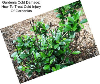 Gardenia Cold Damage: How To Treat Cold Injury Of Gardenias