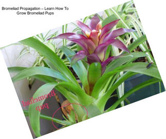 Bromeliad Propagation – Learn How To Grow Bromeliad Pups