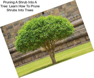 Pruning A Shrub Into A Tree: Learn How To Prune Shrubs Into Trees