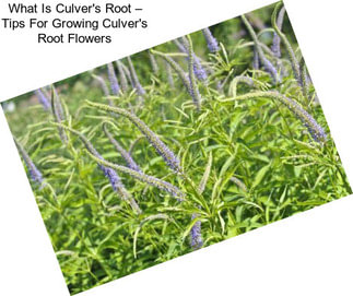 What Is Culver\'s Root – Tips For Growing Culver\'s Root Flowers