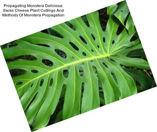 Propagating Monstera Deliciosa: Swiss Cheese Plant Cuttings And Methods Of Monstera Propagation