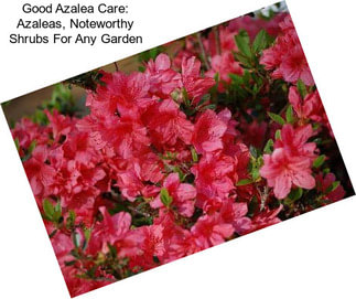 Good Azalea Care: Azaleas, Noteworthy Shrubs For Any Garden