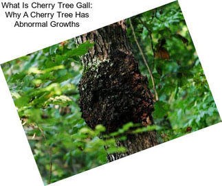 What Is Cherry Tree Gall: Why A Cherry Tree Has Abnormal Growths